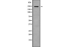 Western blot analysis of CABIN1 using COLO205 whole cell lysates (CABIN1 antibody  (Internal Region))