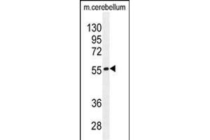 FB Antibody (N-term) (ABIN655226 and ABIN2844832) western blot analysis in mouse cerebellum tissue lysates (35 μg/lane).