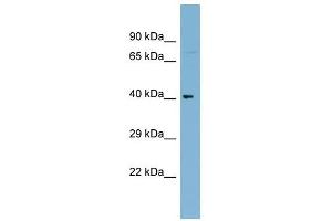 C1ORF92 antibody used at 1 ug/ml to detect target protein. (C1orf92 antibody  (Middle Region))