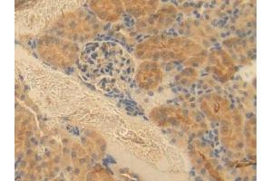 Detection of ESAM in Mouse Kidney Tissue using Polyclonal Antibody to Endothelial Cell Adhesion Molecule (ESAM) (ESAM antibody  (AA 29-248))