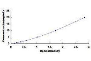 ELISA image for Solute Carrier Family 7 (Amino Acid Transporter Light Chain, Y+L System), Member 7 (Slc7a7) ELISA Kit (ABIN420037)