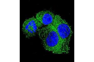 Confocal immunofluorescent analysis of P Antibody (Center) 13689c with HepG2 cell followed by Alexa Fluor 488-conjugated goat anti-rabbit lgG (green). (APP antibody  (AA 333-362))