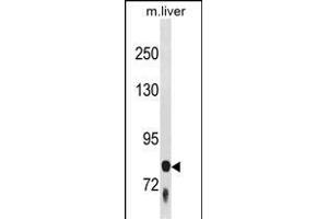 F13B Antibody (N-term) (ABIN1881330 and ABIN2839017) western blot analysis in mouse liver tissue lysates (35 μg/lane).