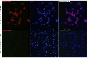 Immunofluorescence (IF) image for anti-CD81 (CD81) (AA 1-100) antibody (ABIN6138231)