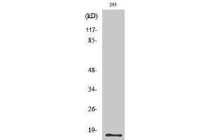 Western Blotting (WB) image for anti-Eosinophil Cationic Protein (ECP) (C-Term) antibody (ABIN3180601) (RNASE3 antibody  (C-Term))