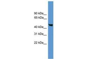 Image no. 1 for anti-Caspase 5, Apoptosis-Related Cysteine Peptidase (CASP5) (AA 251-300) antibody (ABIN6746542) (CASP5 antibody  (AA 251-300))