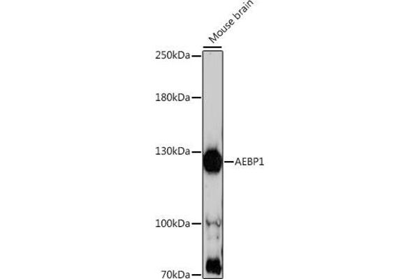 AEBP1 antibody  (AA 999-1158)