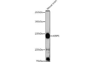 Western blot analysis of extracts of mouse brain, using  antibody (ABIN7265509) at 1:1000 dilution. (AEBP1 antibody  (AA 999-1158))
