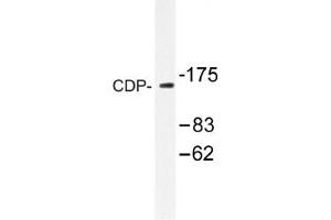 Image no. 1 for anti-Cut-Like Homeobox 1 (CUX1) antibody (ABIN317667) (CUX1 antibody)