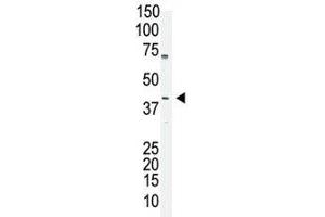 Oct4 antibody used in western blot to detect OCT4 in A375 cell lysate (OCT4 antibody  (AA 1-30))