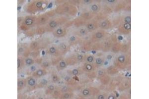 Figure. (ANGPTL6 antibody  (AA 238-457))