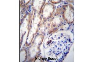 ZP4 Antibdy (C-term) (ABIN656652 and ABIN2845893) immunohistochemistry analysis in formalin fixed and paraffin embedded human kidney tissue followed by peroxidase conjugation of the secondary antibody and DAB staining.