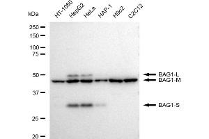 Western blotting analysis using BAG1 antibody (ABIN7797743).