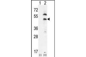 Western blot analysis of PDGFRL (arrow) using rabbit polyclonal PDGFRL- (ABIN392037 and ABIN2841805). (PDGFRL antibody  (C-Term))