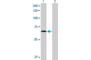 Western Blot analysis of ZNF350 expression in transfected 293T cell line by ZNF350 MaxPab polyclonal antibody.