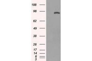 Image no. 5 for anti-Signal Transducer and Activator of Transcription 1, 91kDa (STAT1) antibody (ABIN1501168) (STAT1 antibody)