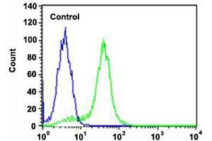 Flow cytometric analysis of Hela cells (green histogram) and an isotype control of mouse IgG1 (blue histogram) reacted with RPS6 monoclonal antibody  at 1:25 dilution. (RPS6 antibody)