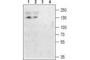Western blot analysis of rat (lanes 1 and 3) and mouse (lanes 2 and 4) brain membranes: - 1,2. (Metabotropic Glutamate Receptor 4 antibody  (Extracellular, N-Term))