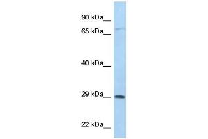 Western Blot showing F11R antibody used at a concentration of 1 ug/ml against 721_B Cell Lysate