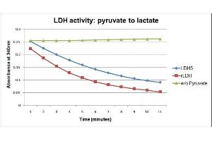 Bioactivity measured with Activity Assay (Lactate Dehydrogenase A Protein (LDHA) (Transcript Variant 1) (Myc-DYKDDDDK Tag))