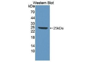 Western Blotting (WB) image for anti-High Mobility Group Box 1 (HMGB1) (AA 1-215) antibody (ABIN1861434) (HMGB1 antibody  (AA 1-215))
