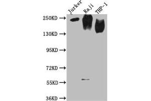 Western Blot (CD45 antibody  (AA 24-575))