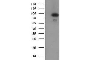 HEK293T cells were transfected with the pCMV6-ENTRY control (Left lane) or pCMV6-ENTRY GPHN (Right lane) cDNA for 48 hrs and lysed. (Gephyrin antibody)