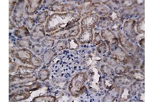 Immunohistochemistry (IHC) image for anti-Fibroblast Growth Factor 2 (Basic) (FGF2) (AA 143-250) antibody (ABIN726425)