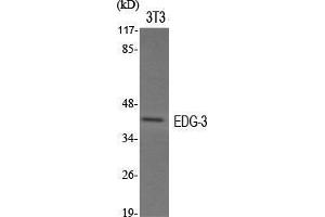 Western Blot (WB) analysis of specific cells using EDG-3 Polyclonal Antibody.
