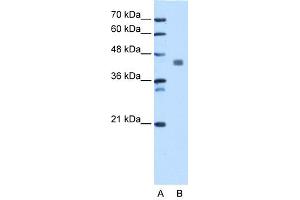 WB Suggested Anti-PDHA1 Antibody Titration: 1. (PDHA1 antibody  (C-Term))