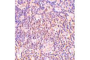 Immunohistochemistry of BAG1 in human lymph node tissue with BAG1 polyclonal antibody  at 2 ug/mL