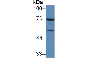 Western Blotting (WB) image for Transforming Growth Factor, beta 3 (TGFB3) ELISA Kit (ABIN6720573)