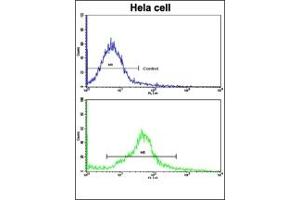 Image no. 3 for anti-CAMP Responsive Element Binding Protein 3-Like 1 (CREB3L1) (AA 488-517), (C-Term) antibody (ABIN452874) (CREB3L1 antibody  (C-Term))