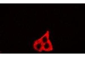Immunofluorescent analysis of GM130 staining in U2OS cells.