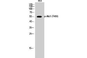 Western Blot (WB) analysis of 453 cells using Phospho-Akt1 (T450) Polyclonal Antibody. (AKT1 antibody  (pThr450))