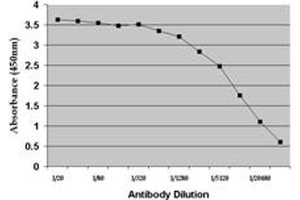 DHEA antibody