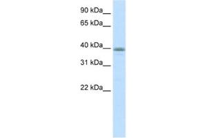 Western Blotting (WB) image for anti-Neurogenic Differentiation 6 (NEUROD6) antibody (ABIN2460462)