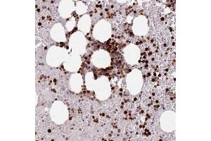 Immunohistochemical staining of human bone marrow with RESP18 polyclonal antibody ( Cat # PAB28328 ) shows strong nuclear and cytoplasmic positivity in hematopoietic cells at 1:50 - 1:200 dilution. (RESP18 antibody)