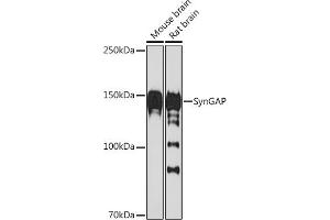 Western blot analysis of extracts of various cell lines, using SynGAP Rabbit mAb (ABIN7270663) at 1:1000 dilution. (SYNGAP1 antibody)