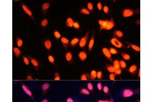 Immunofluorescence analysis of NIH-3T3 cells using ZNF433 Polyclonal Antibody at dilution of 1:100 (40x lens). (ZNF433 antibody)
