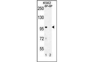 IQCA1 antibody  (C-Term)