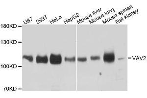 Western blot analysis of extracts of various cell lines, using VAV2 antibody. (VAV2 antibody  (AA 570-700))