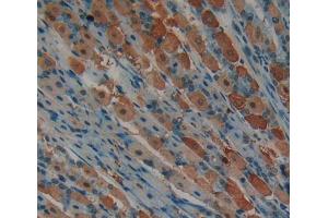 IHC-P analysis of Mouse Tissue, with DAB staining. (CDK2 antibody  (AA 93-211))