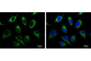 ICC/IF Image GRP94 antibody detects GRP94 protein at cytoplasm by immunofluorescent analysis. (GRP94 antibody  (C-Term))