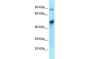 WB Suggested Anti-Eif4a1 Antibody Titration: 1.