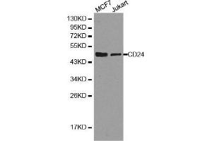 Western blot analysis of extracts of MCF7 cell and Jurkat cell line, using CD24 antibody. (CD24 antibody  (AA 1-80))