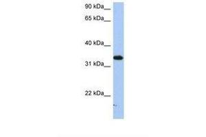 SULT6B1 antibody  (AA 182-231)