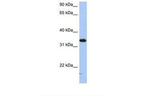 SULT6B1 antibody  (AA 182-231)