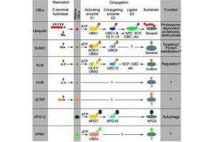 Immunoblot of Urm1 fusion protein. (Urm1 antibody)