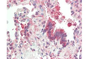 Anti-JUN / c-Jun antibody IHC staining of human lung. (C-JUN antibody  (N-Term))